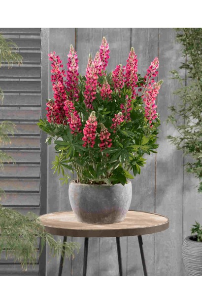 Люпин багатолистий в горщику